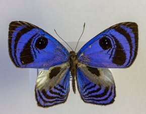 «Πεταλούδες: επιστημονική έρευνα, εκπαίδευση και έμπνευση» στο Μουσείο Πλινθοκεραμοποιίας