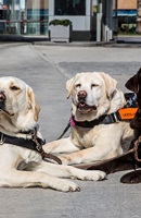 Βιωματική ενημερωτική δράση για τους σκύλους-οδηγούς τυφλών στο Υπαίθριο Μουσείο Υδροκίνησης