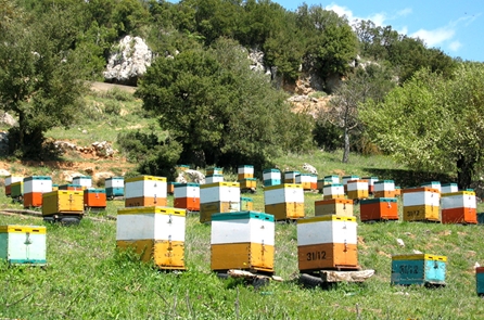 Μελισσοκομία στην περιοχή της Στυμφαλίας – Θεοδωρίδης.