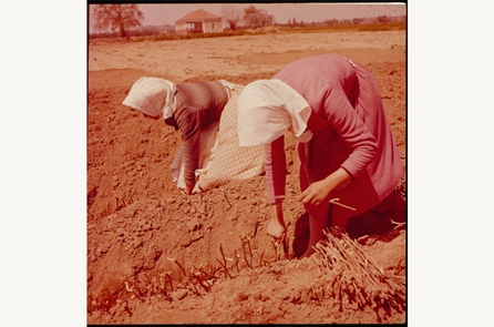 Εργασίες στον κύκλο καλλιέργειας της σταφίδας στον κάμπο της Ηλείας - Φωτ. Αρχείο ΣΚΟΣ-ΑΣΕ