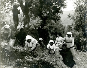 “Teaching olive cultivation” Temporary exhibition at the Museum of the Olive and Greek Olive Oil