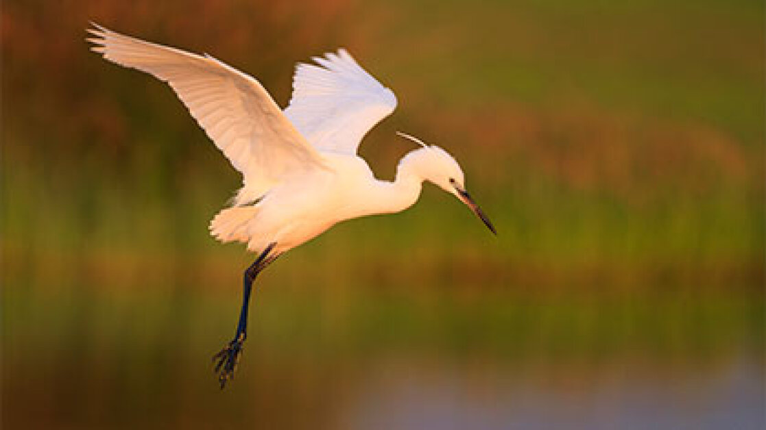 birds_banner