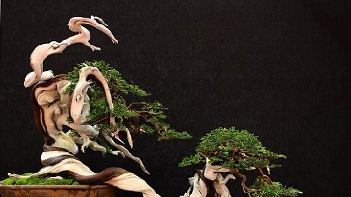 bonsai-400