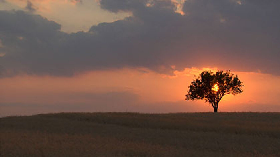 arcadia_xere_banner