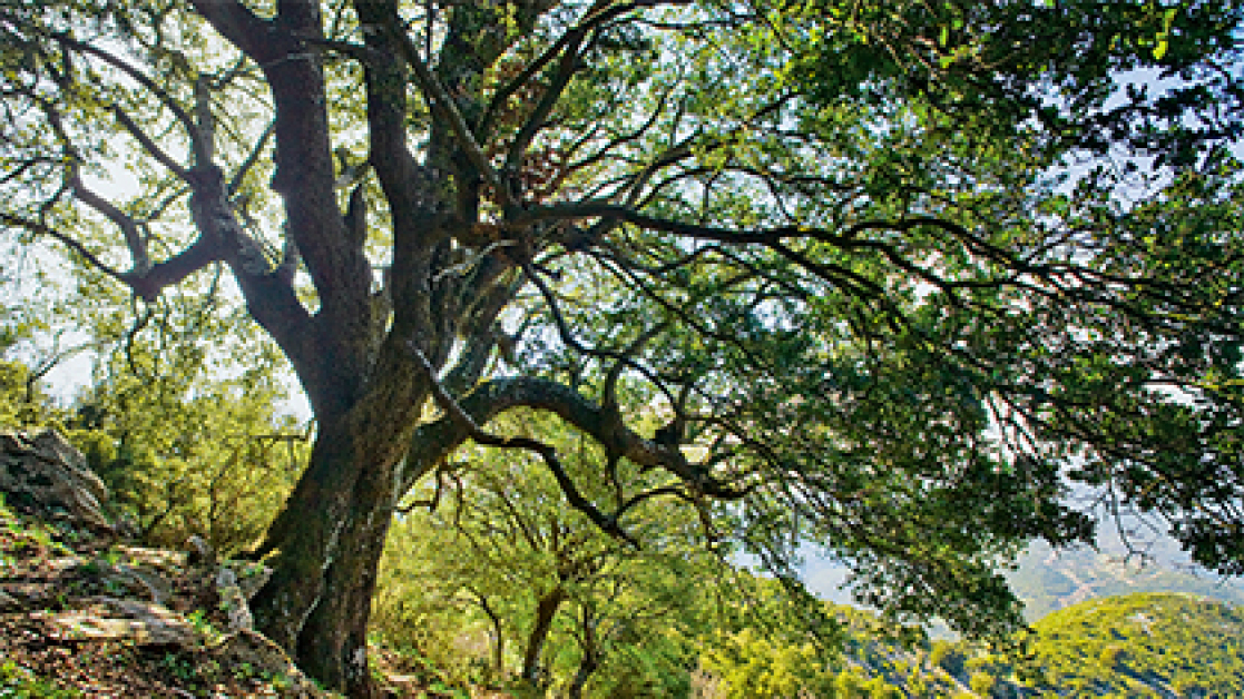 dasos_banner