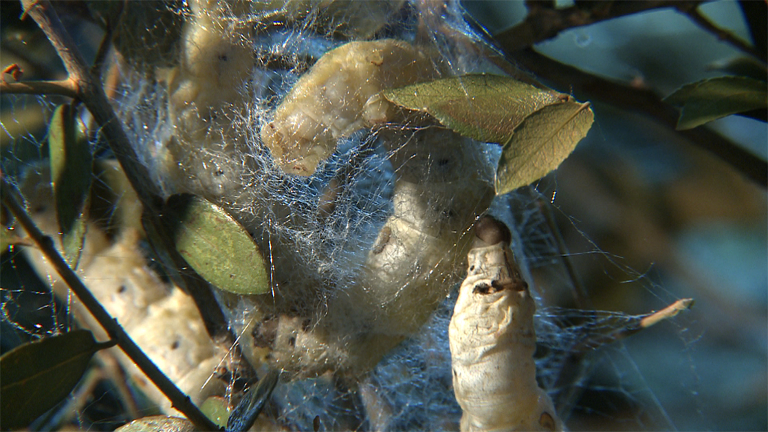 kiklos-zois-tou-metaksoskolika-1120