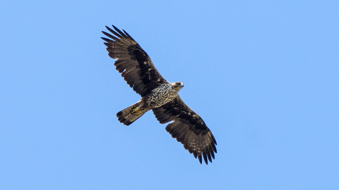 spizaetos-aquila-fasciata-1120b