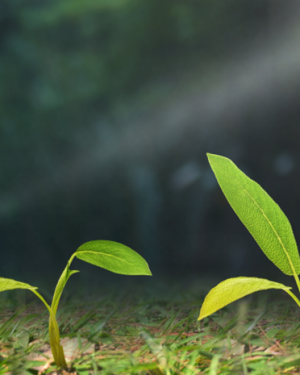 shutterstock_2291380193_1