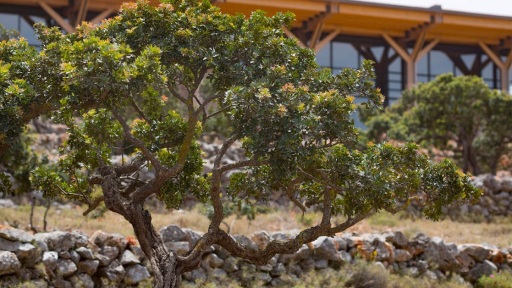 sxinos-kai-filarakia-1117