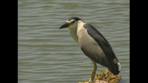 MPEST-ehpk-2024-1117