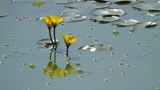 gyros_limnis_2019_400