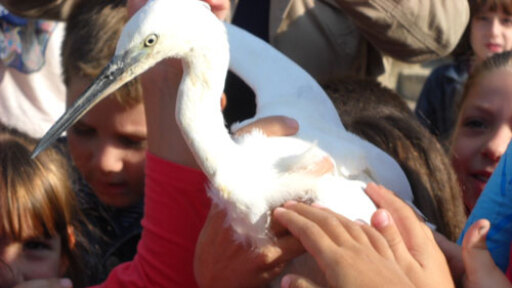 MBEL_Pagosmia_Hmera_zwwn