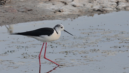 pagosmia-imera-perivallontos-400