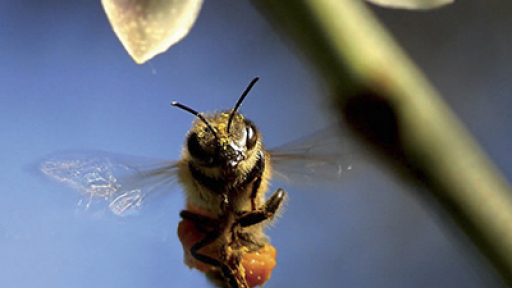 provoli-ntokimanter-more-than-honey-400