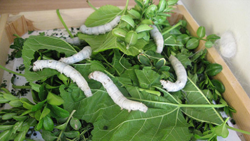 MM-ekpaideutiko-gia-ton-metaksoskolika-500