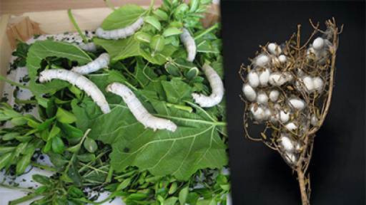 ektrofi-metaxoskolika-400