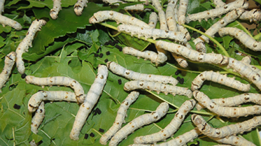 h-evropaiki-sirotrofia-kai-to-mellon-tis-400