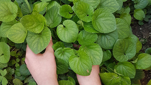 louloudoberdemata-400