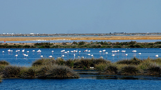 MPEST_MPK-Doniana-4-epoxes-400