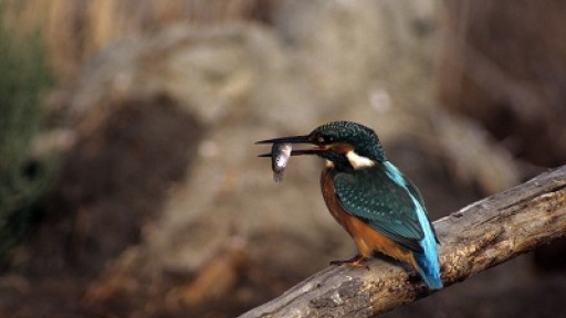 diadiktyako-ergastiri-dimiourgikis-apasxolisis-400