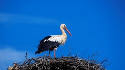 H_omorfia_ths_fysis_350