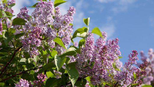 paidikh-paschalia-1120