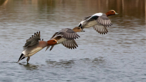 fterotoi-katoikoi-tis-limnis-1120