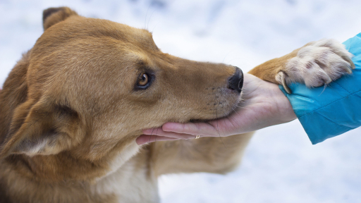 anthropos-zoa-perivallon-1120