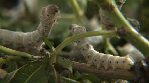 epideixi-sirotrofias-1120