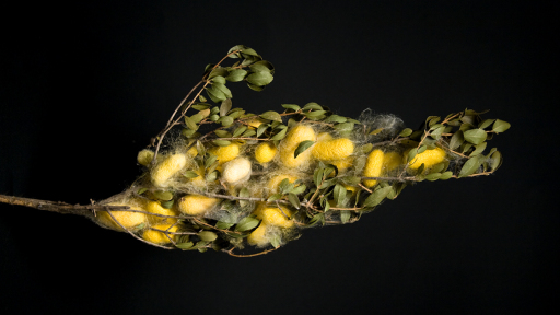 giortes-metaxiou-1120