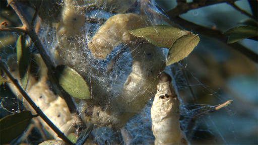 kiklos-zois-tou-metaksoskolika-1120