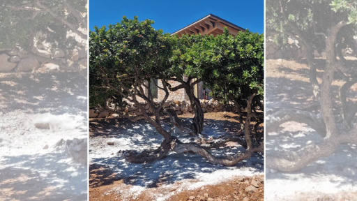 to-mastixaki-mas-1120