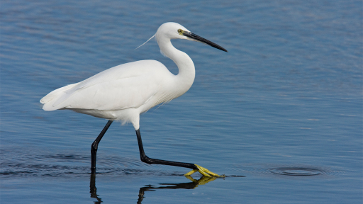 poulia-tis-limnis-stymfalias-1120